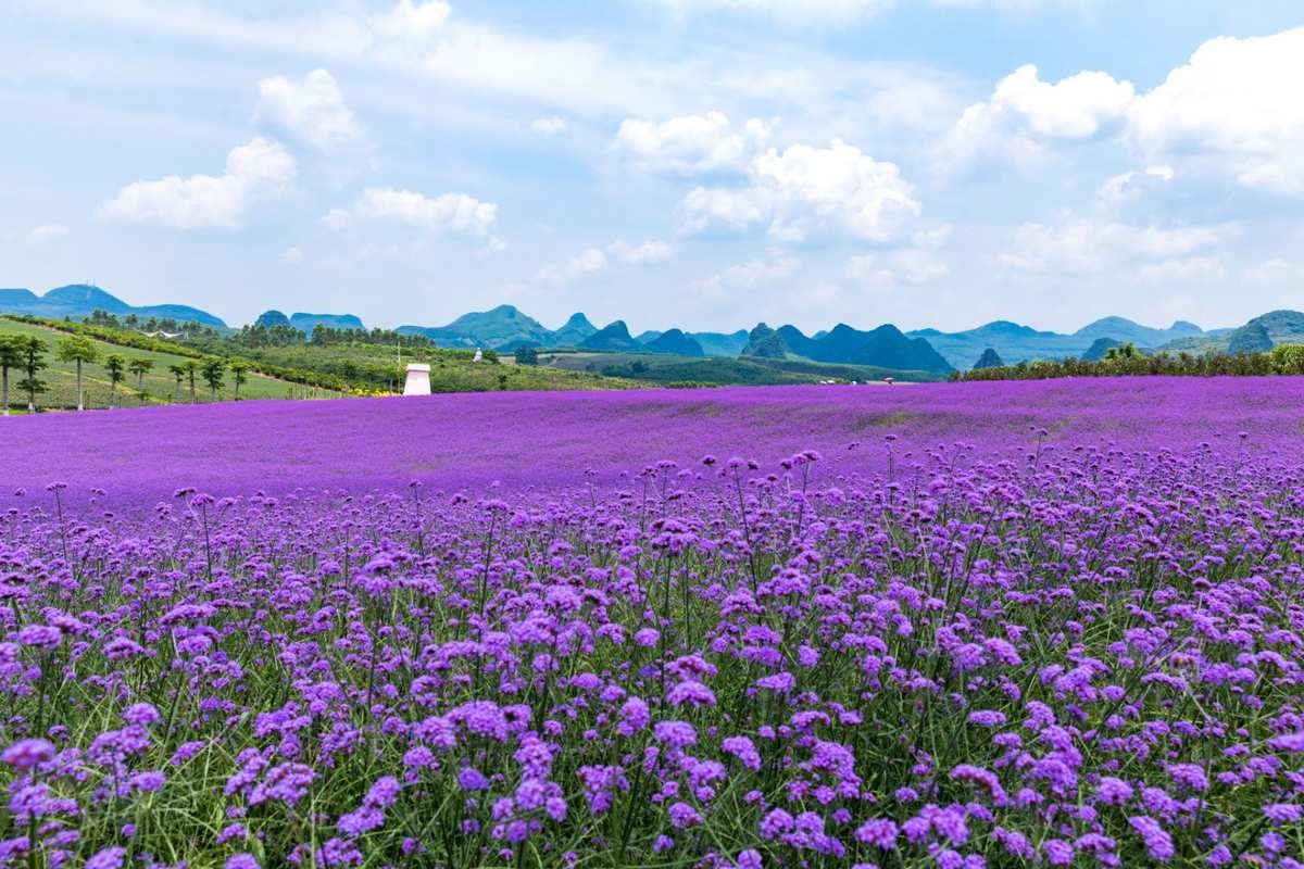 Xincheng Lavender Manor